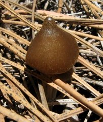 Entoloma holoconiotum