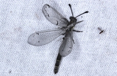 Bandidus canifrons