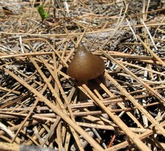 Entoloma holoconiotum
