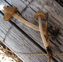 Entoloma holoconiotum