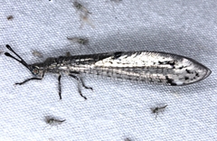 Bandidus canifrons