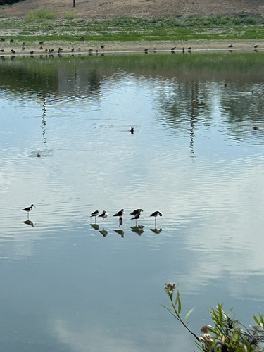 iNaturalist observation photo of Black-necked Stilt