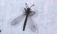 Bandidus canifrons