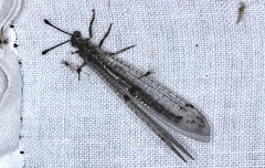 Bandidus canifrons