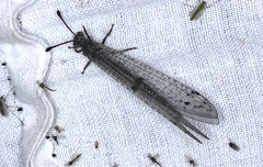 Bandidus canifrons