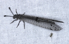 Bandidus canifrons