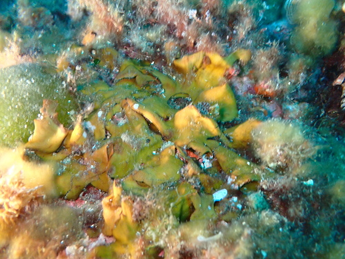 Zanardinia typus, 2025-09-14