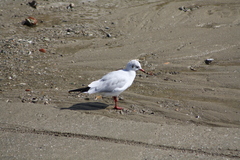 Chroicocephalus ridibundus