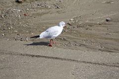 Chroicocephalus ridibundus