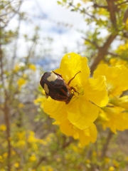 Pedinorrhina trivittata