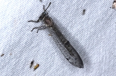 Bandidus canifrons