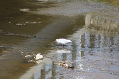 Chroicocephalus ridibundus