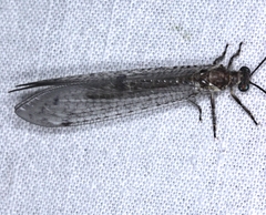 Bandidus canifrons