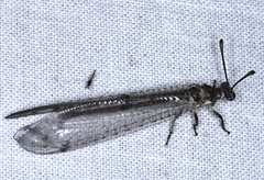 Bandidus canifrons