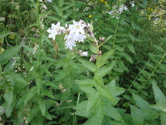Campanula lactiflora
