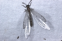 Bandidus canifrons
