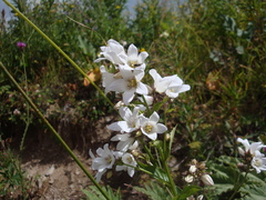 Campanula lactiflora