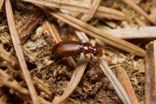 Leistus ferrugineus