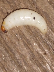 Otiorhynchus sulcatus