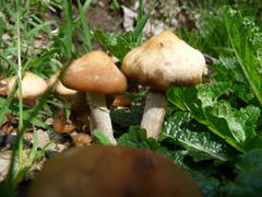 Psilocybe ovoideocystidiata