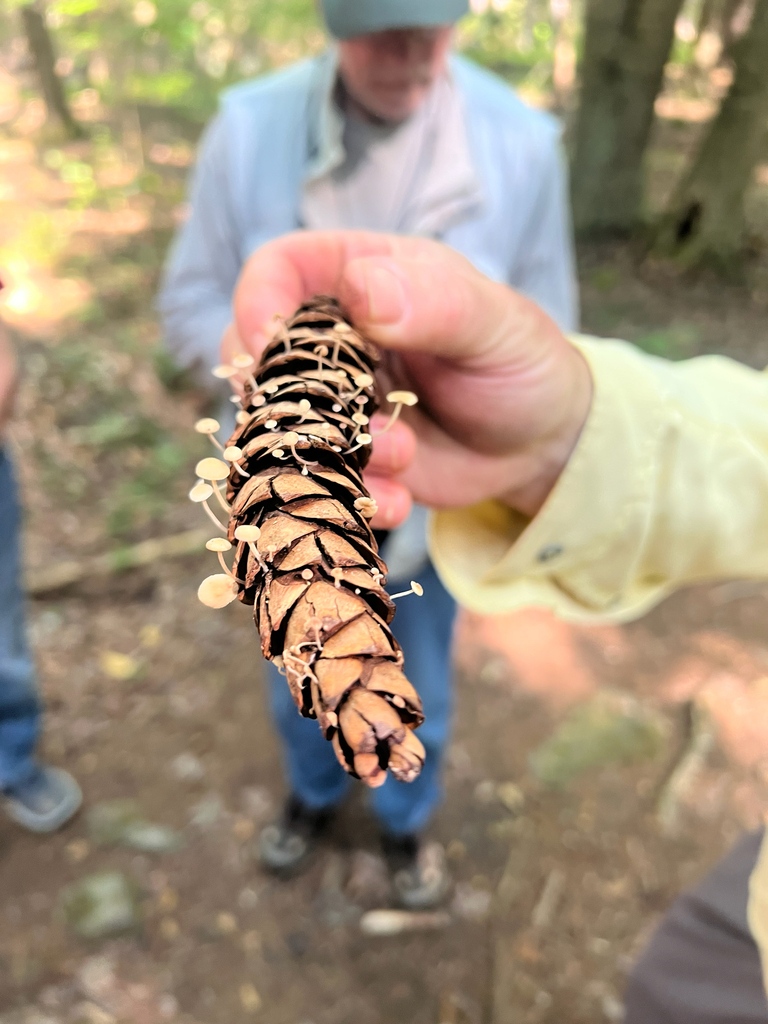 Conifercone Cap