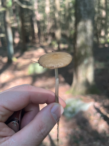 rooting shank