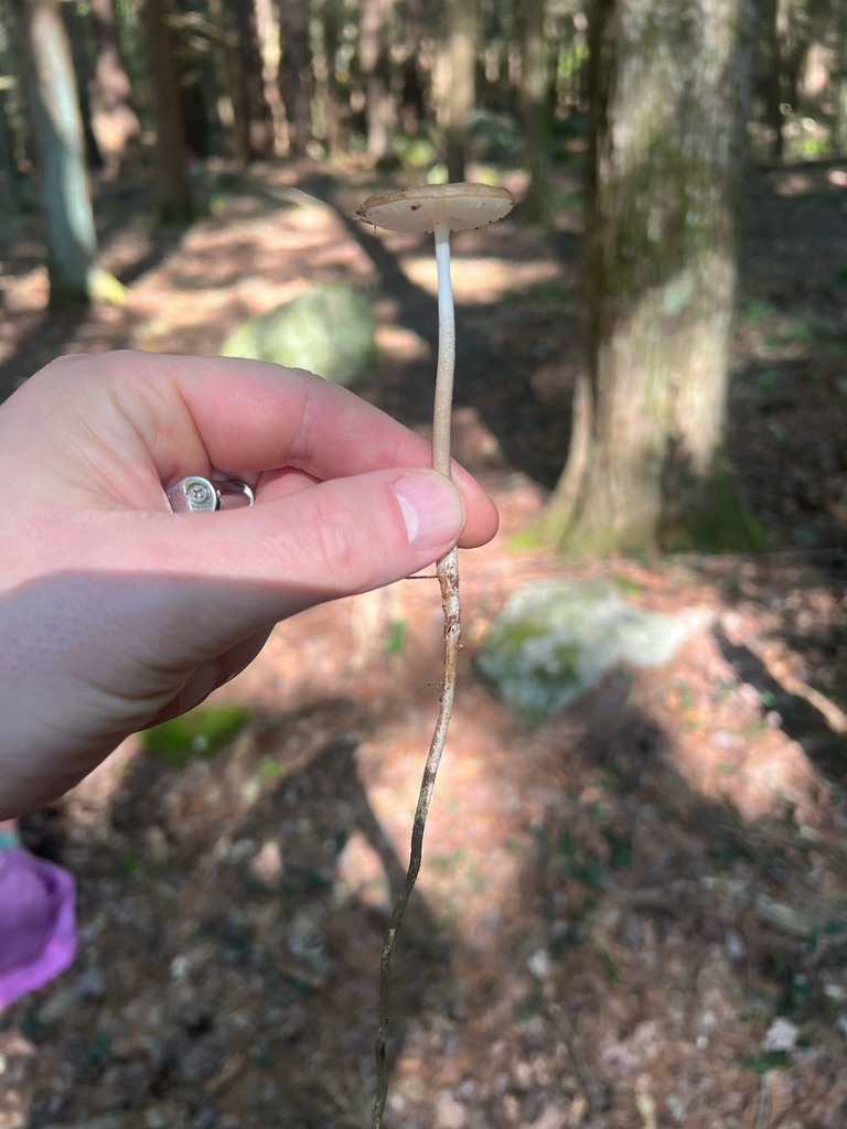 rooting shank