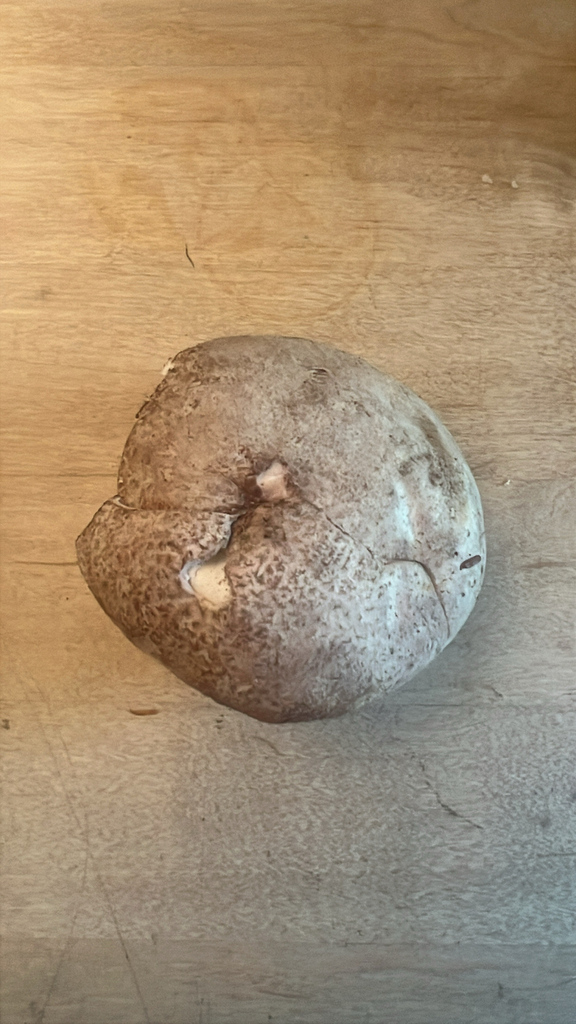 Brain puffball