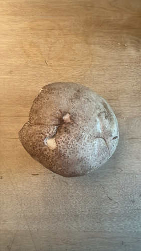 Brain puffball