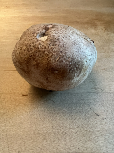Brain puffball
