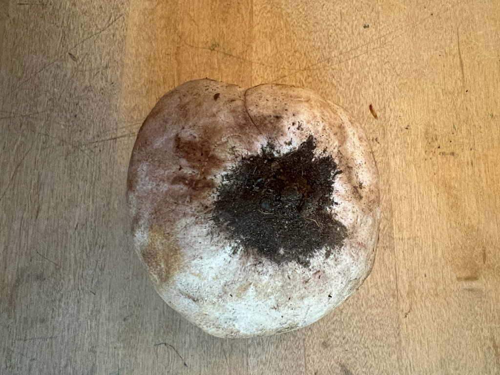 Brain puffball