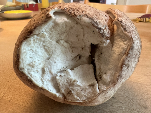 Brain puffball