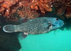 Arothron caeruleopunctatus