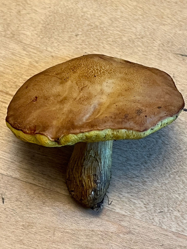 clustered brown bolete