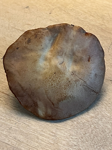 clustered brown bolete