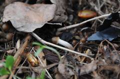 Psilocybe ovoideocystidiata