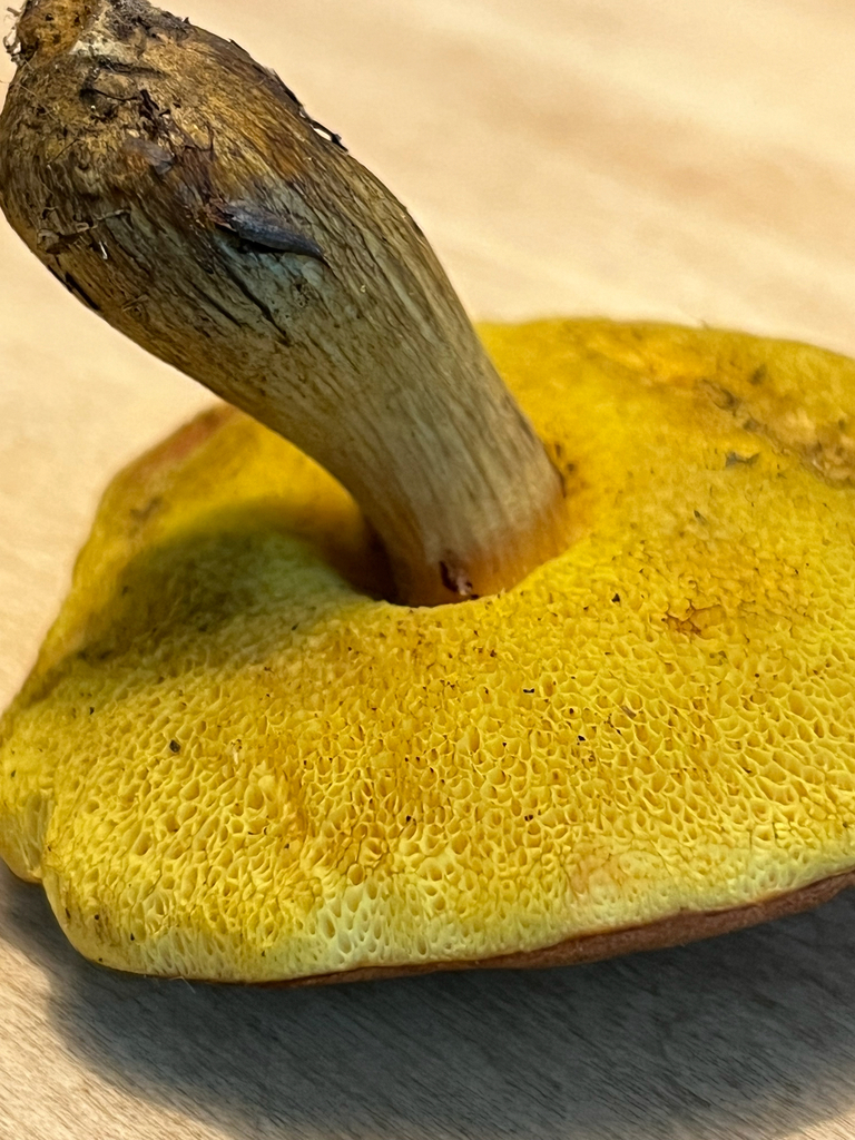 clustered brown bolete