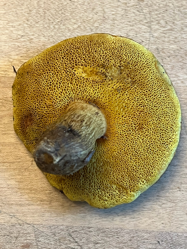 clustered brown bolete