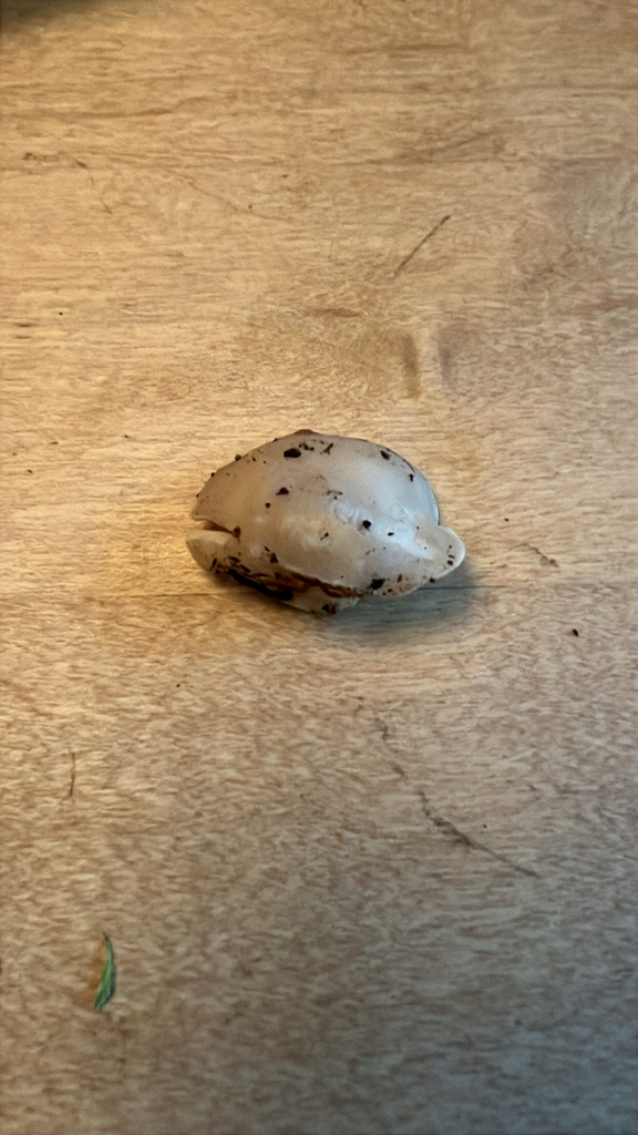 White Cheese Polypore