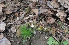 Psilocybe ovoideocystidiata