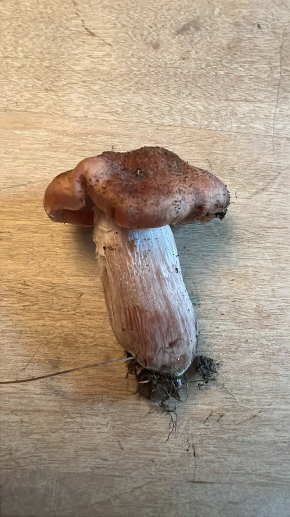 Bulbous Honey Fungus