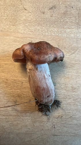 Bulbous Honey Fungus