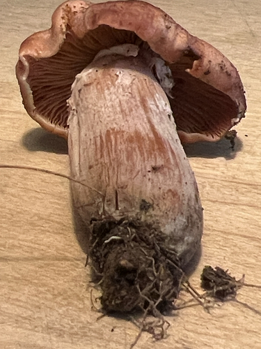 Bulbous Honey Fungus