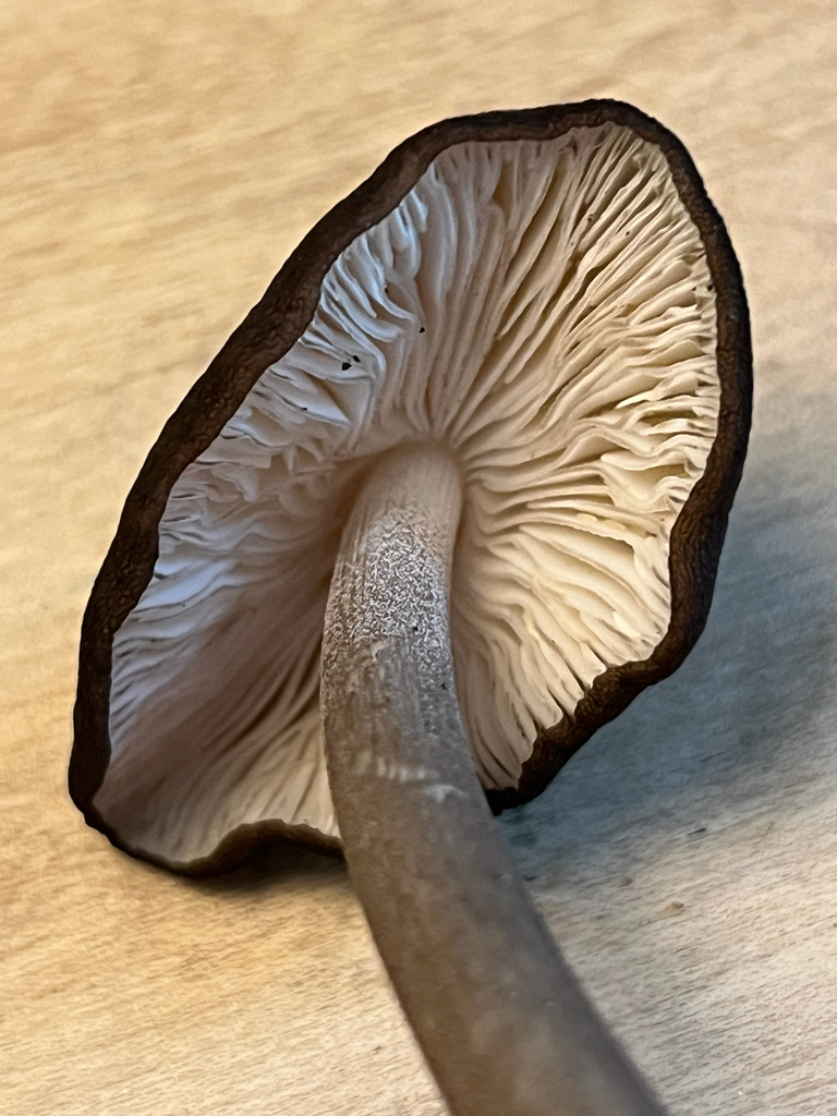 Beech Rooter