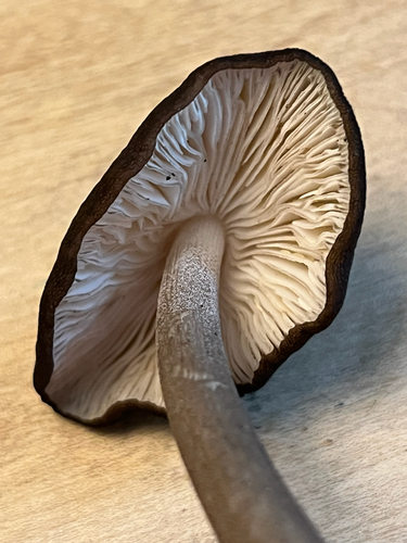 Beech Rooter
