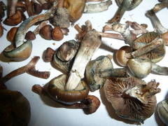 Psilocybe ovoideocystidiata