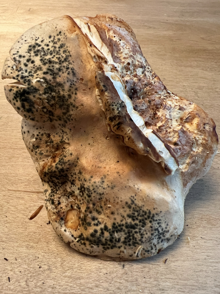 Wood Hedgehog