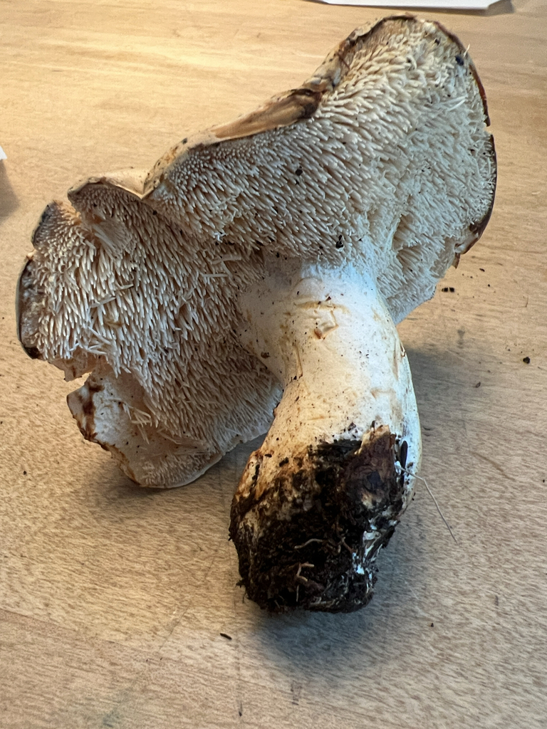 Wood Hedgehog