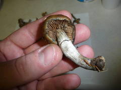 Psilocybe ovoideocystidiata