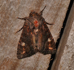 Neumichtis spumigera